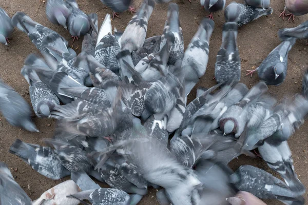 Gruppo Degli Uccelli Piccione Combatte Aggressivamente Cibo Sparso Terra — Foto Stock