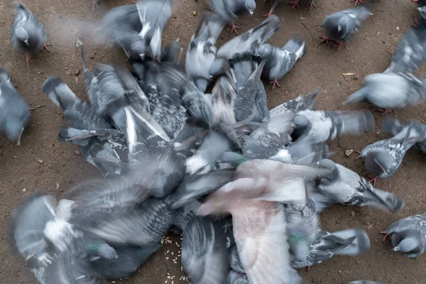 Grupo Dos Pássaros Pombo Agressivamente Lutar Por Comida Espalhada Chão — Fotografia de Stock