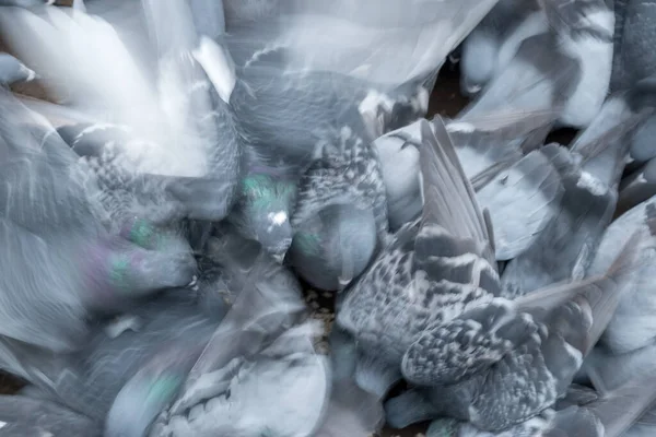 Группа Голубей Птиц Агрессивно Борется Рассеянную Пищу Земле — стоковое фото