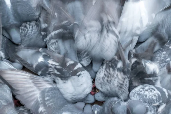 Groep Van Vogels Duif Vechten Agressief Verspreid Voedsel Grond — Stockfoto