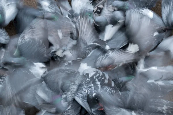 Groep Van Vogels Duif Vechten Agressief Verspreid Voedsel Grond — Stockfoto