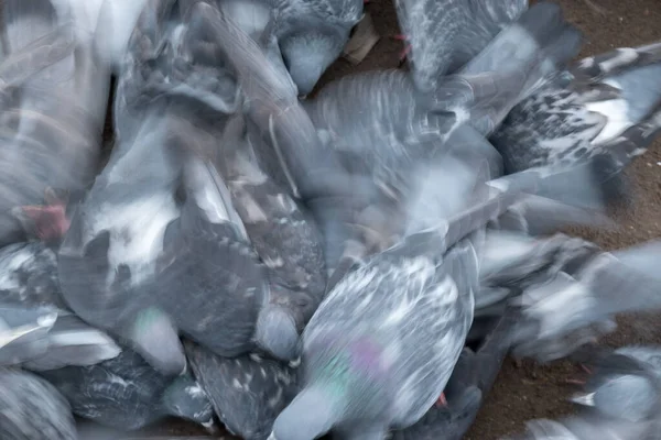 Groep Van Vogels Duif Vechten Agressief Verspreid Voedsel Grond — Stockfoto