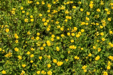 Güzel Küçük Celandine (Ranunculus ficaria) çiçekleri. Parlak sarı bahar çiçekleri Dokular.