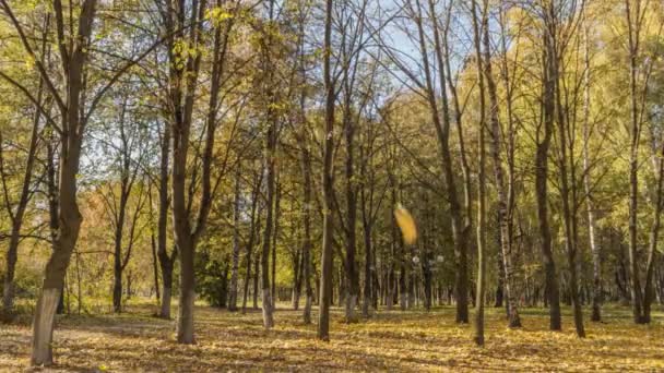 Rusia Regiunea Moscova Frumoasă Însorită Frunzele Cad Toamna Foioase Parc — Videoclip de stoc