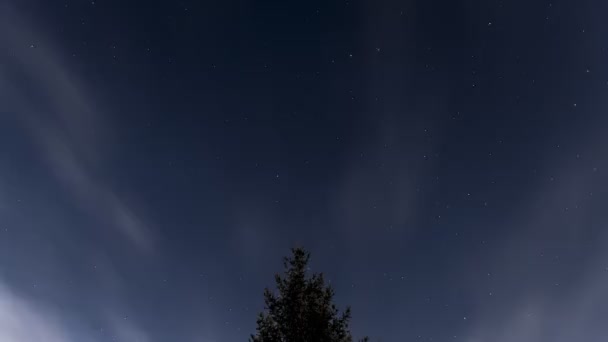 以北极星为中心的星空 快速的云彩和云杉 — 图库视频影像