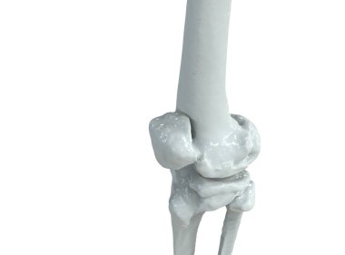 Beyaz arkaplanda insan dizinin modeli, 3 boyutlu görüntüleme