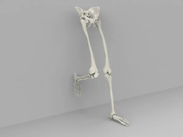 灰色の背景に人間の足や腰のモデル 3Dレンダリング — ストック写真