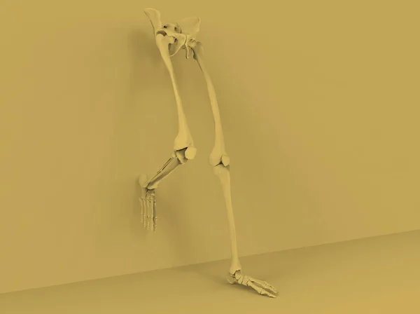 オレンジ色の背景に人間の足や腰のモデル 3Dレンダリング — ストック写真
