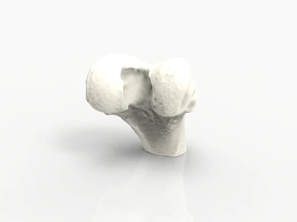 Modell Menschlicher Knochen Teil Des Knies Oberschenkelknochen Render — Stockfoto