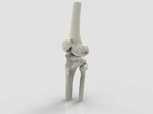 Modell Emberi Csontok Térd Render — Stock Fotó