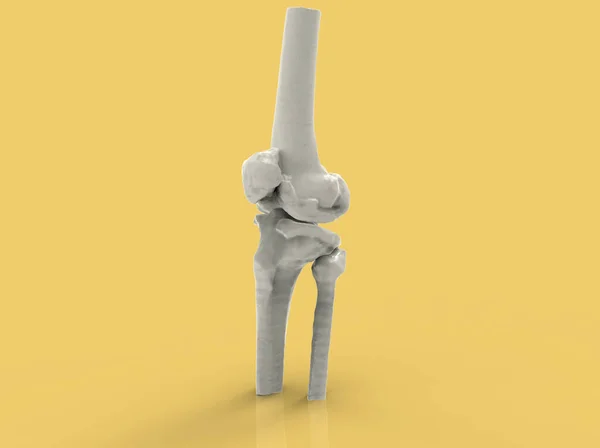 Model Human Bones Knee Render — Stock Photo, Image