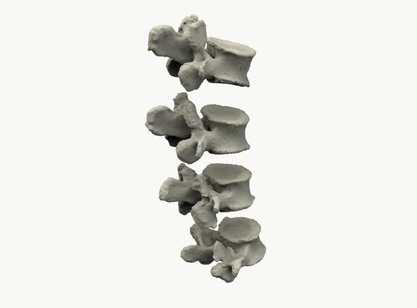 Modello Vertebra Vertebrale Umana Sfondo Bianco Rendering — Foto Stock