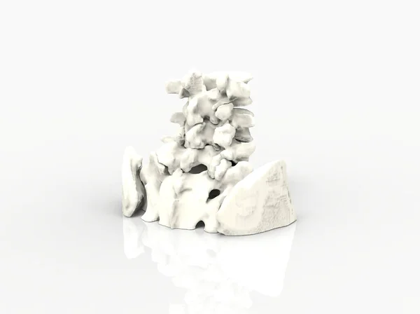 Model of human spine, lower part, 3D render — Stock Image Model Human Spine Lower Part Render Royalty Free Stock Images