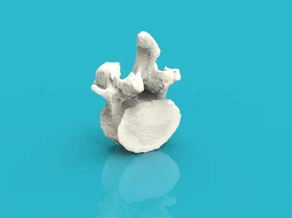 Model of human spine- vertebra, 3D render — Stock Image Model Human Spine Vertebra Render Stock Picture