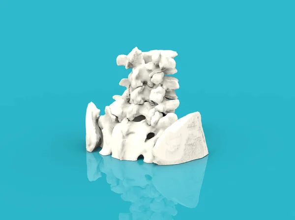 Model of human spine, lower part, 3D render — Stock Image Model Human Spine Lower Part Render Stock Photo