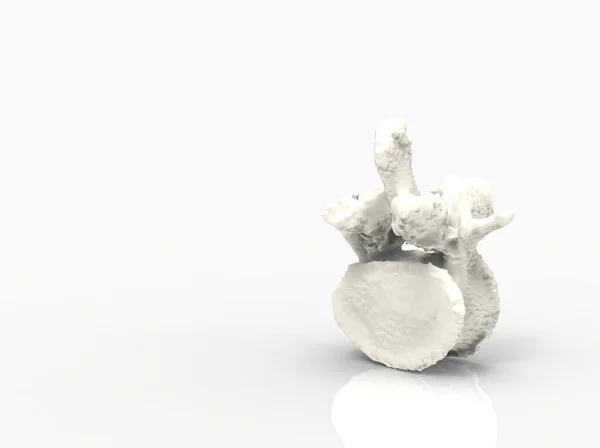 Model of human spine- vertebra, 3D render — Stock Image Model Human Spine Vertebra Render Stock Photo