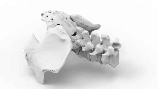 Model of human spine, lower part, 3D render — Stock Image Model Human Spine Lower Part Render Royalty Free Stock Images