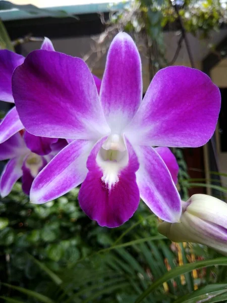 Çiçek açmış bir orkide fotoğrafı.