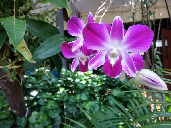 Çiçek açmış bir orkide fotoğrafı.