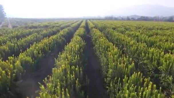 Vinhedo Laranja Localizado Vale Curico Chile — Vídeo de Stock