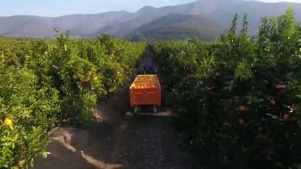 Rastreamento Por Trás Visão Aérea Trator Transportando Laranjas Uma Maquinaria — Vídeo de Stock