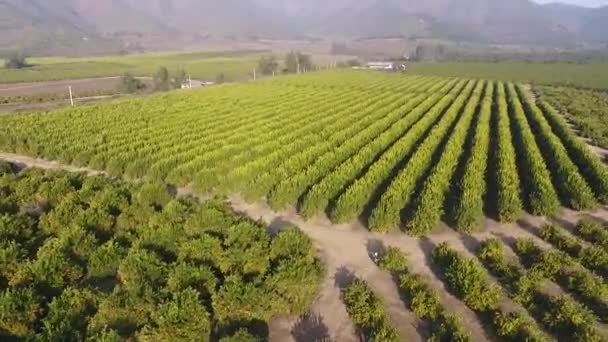 チリのキュリコバレーにあるブドウ畑 — ストック動画