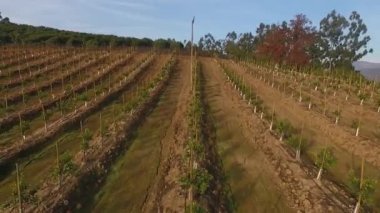 Havadan portakal meyve tarlası Ağacı yeşile vur