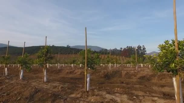 Luchtfoto Oranje Fruitveld Schieten Boom Groen — Stockvideo