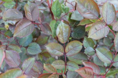 GÖREVLİ BAĞIRIŞ ÇİÇEKLERİ