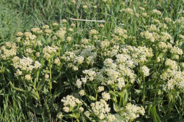 Yaban çiçeklerinin ilkbahar esintisi.