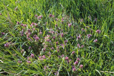 Yaban çiçeklerinin ilkbahar esintisi.