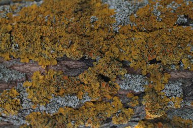 MOSS 'DE TÜRK BARK TEKTÜRÜSÜ