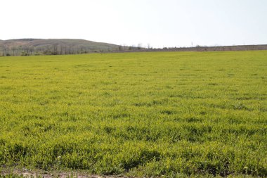 Baharda Buğday Tarlası Planlama Alanı
