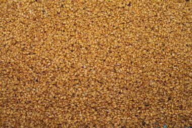 KIŞ KIŞI Buğday GRENİM GİRİLMESİ