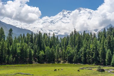 K2 trek geniş tepe