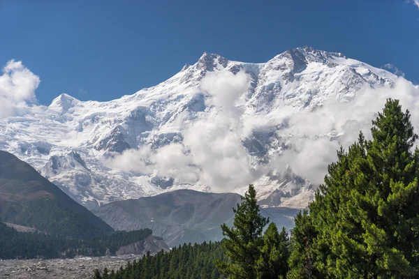 Nanga Parbat Dağı ve çam ağacı