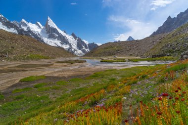 Güzel çiçekler Khuspang kampında K2 trek