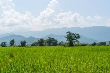 Pirinç alan içinde Chiang Rai