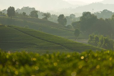 Yeşil çay Teras ili Chiang Rai, Tayland eğrisi