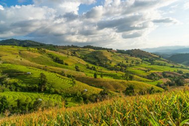 Pirinç terasları tepede Chiang Mai, Tayland