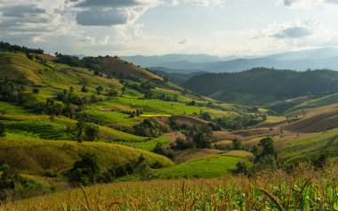Chiang Mai pirinç terasları Hill, Chiang Mai