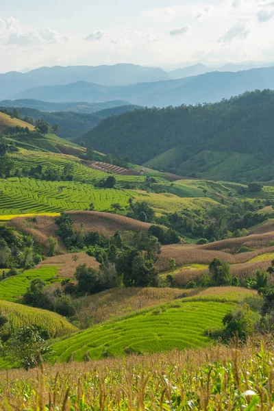 Rice field in Mae Jam, Chiang Mai province — Stock Photo, Image