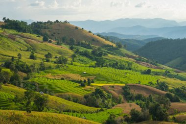 Pirinç terasları tepede Chiang Mai, Tayland