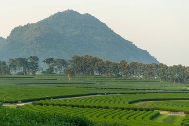 Yeşil çay çiftlik eğrisi Hill, Chiang Rai, Tayland