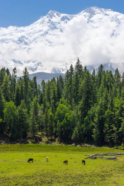 Nanga Parbat mountain and pine tree forest, Fairy Meadow, Pakist clipart