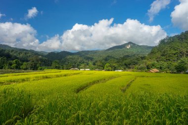 Pirinç alan Inthanon Mountain, Chiang Mai, Tayland