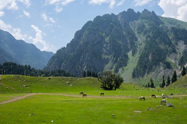 Sonamarg güzel manzara çok atları, Srinagar, Indi ile