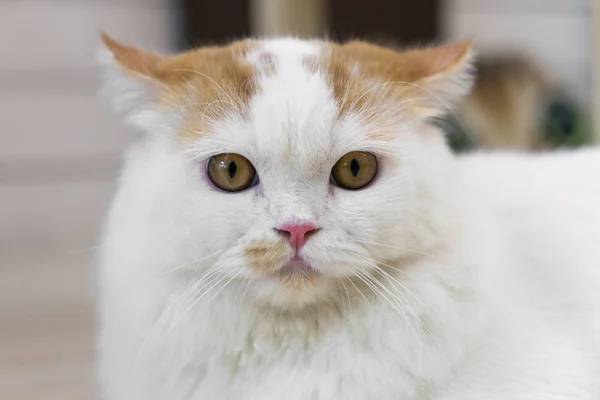 White cat face, cute pet, Thailand