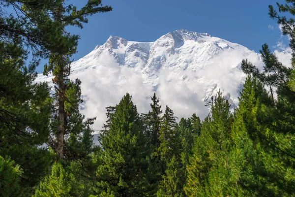 Nanga Parbat Góra z sosnowego drzewa, bajki łąka, Pakistan — Zdjęcie stockowe