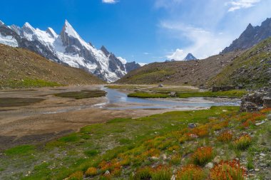 Kır çiçeği Laila tepe, K2 trek, Pakistan ile Khuspang kampında